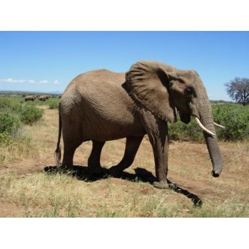 Фигурка - Африканский слон, самка  